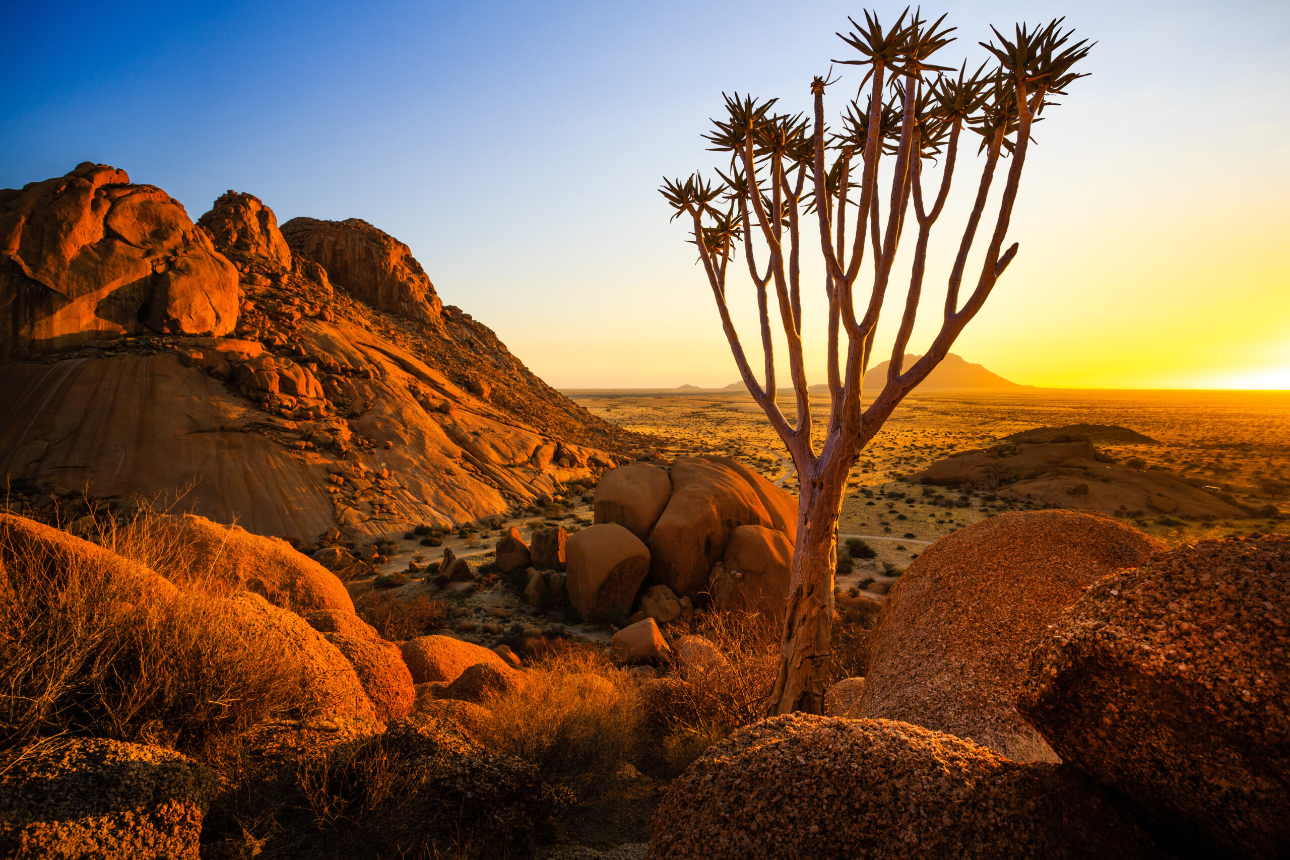 Quiver trees and golden Namibian landscapes at sunset