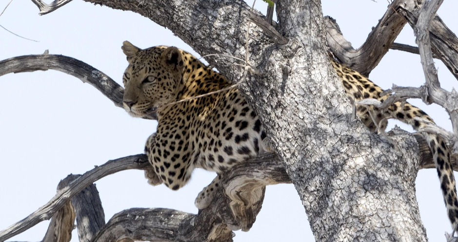Chobe National Park