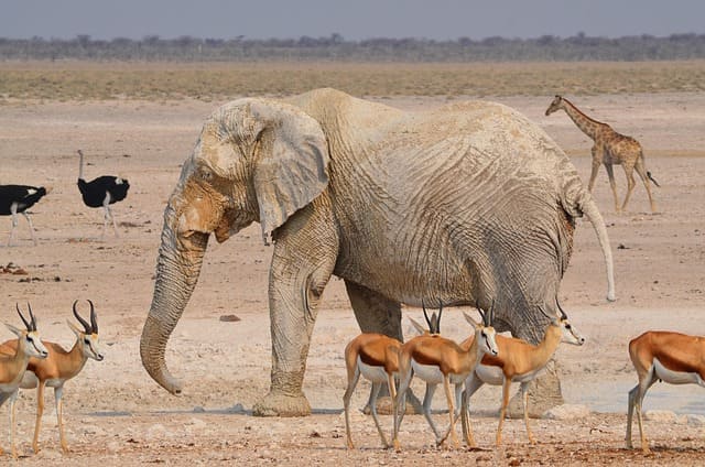 Etosha National Park