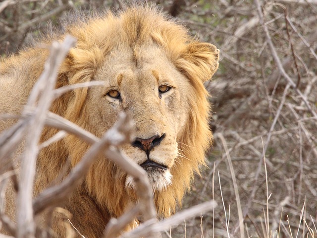 Kruger National Park